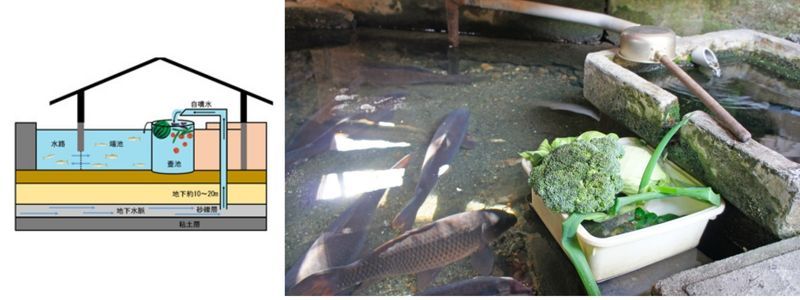 Cơ chế hoạt động của Kabata