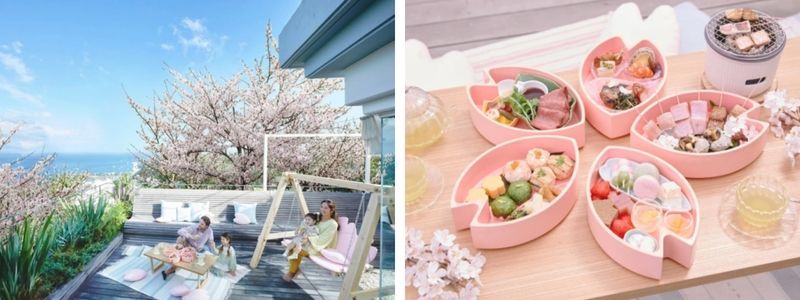 ngắm hoa anh đào ngoài ban công ngắm hoa anh đào ngoài ban công