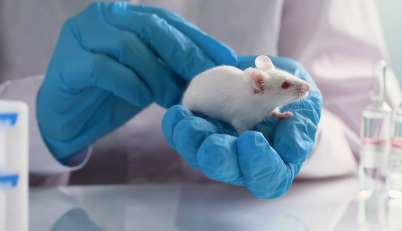 Thí nghiệm chuột