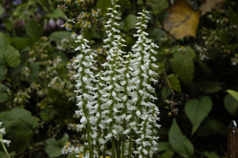 Spiranthes Spiranthes
