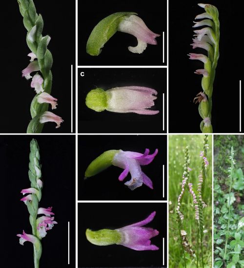 Spiranthes Spiranthes