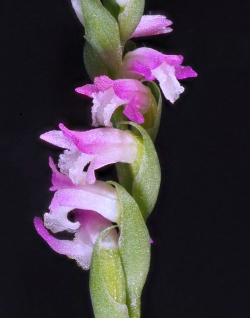 lan thủy tinh lan thủy tinh