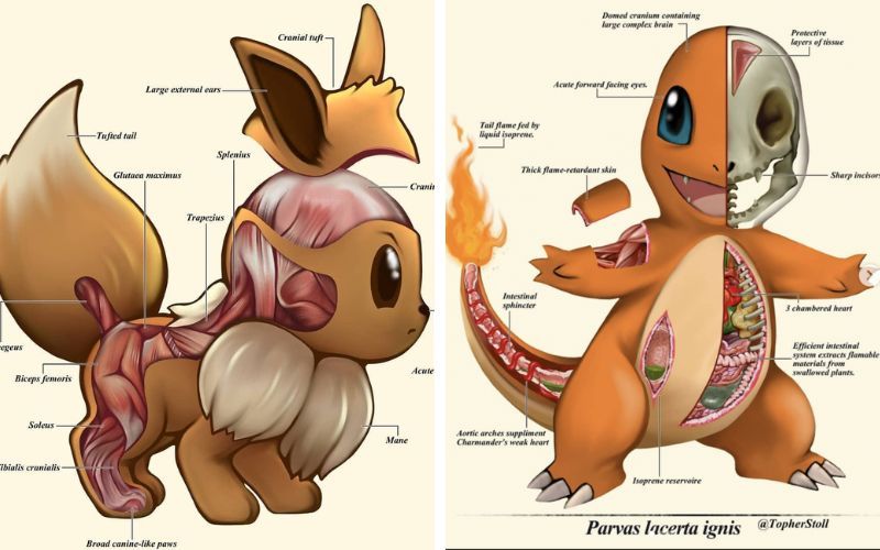 Pokénatomy - Độc đáo với việc giải phẫu Pokémon | KILALA