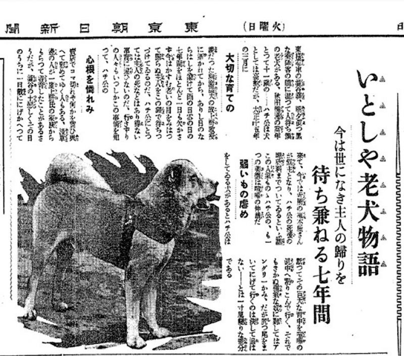 hachiko trên báo Tokyo Asahi Shimbun