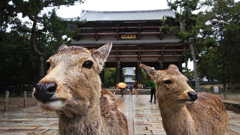 chùa todaiji chua-todaiji