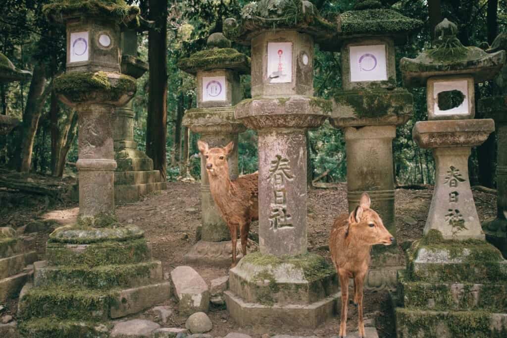 kasuga taisha kasuga-taisha