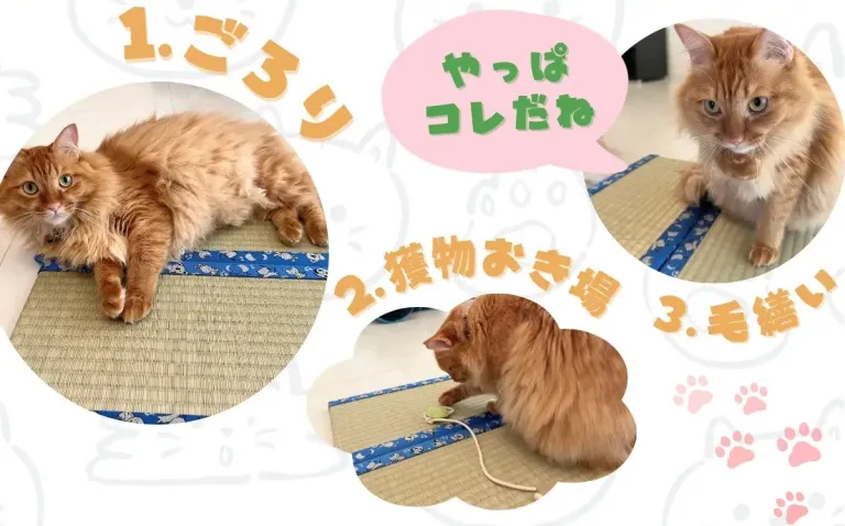 Chiếu tatami cho mèo cưng thỏa thích vui đùa chieu-tatami-cho-meo-cung-thoa-thich-vui-dua