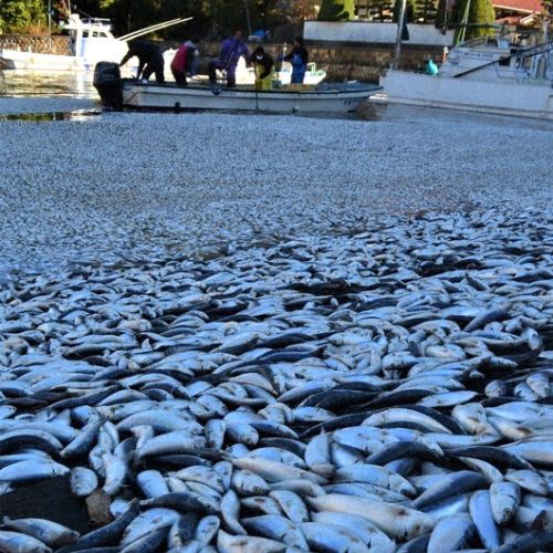 Cảnh tượng chưa từng thấy: Hàng chục tấn cá trích trôi dạt vào cảng phía tây Nhật Bản
