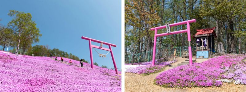 torii-hong torii-hong