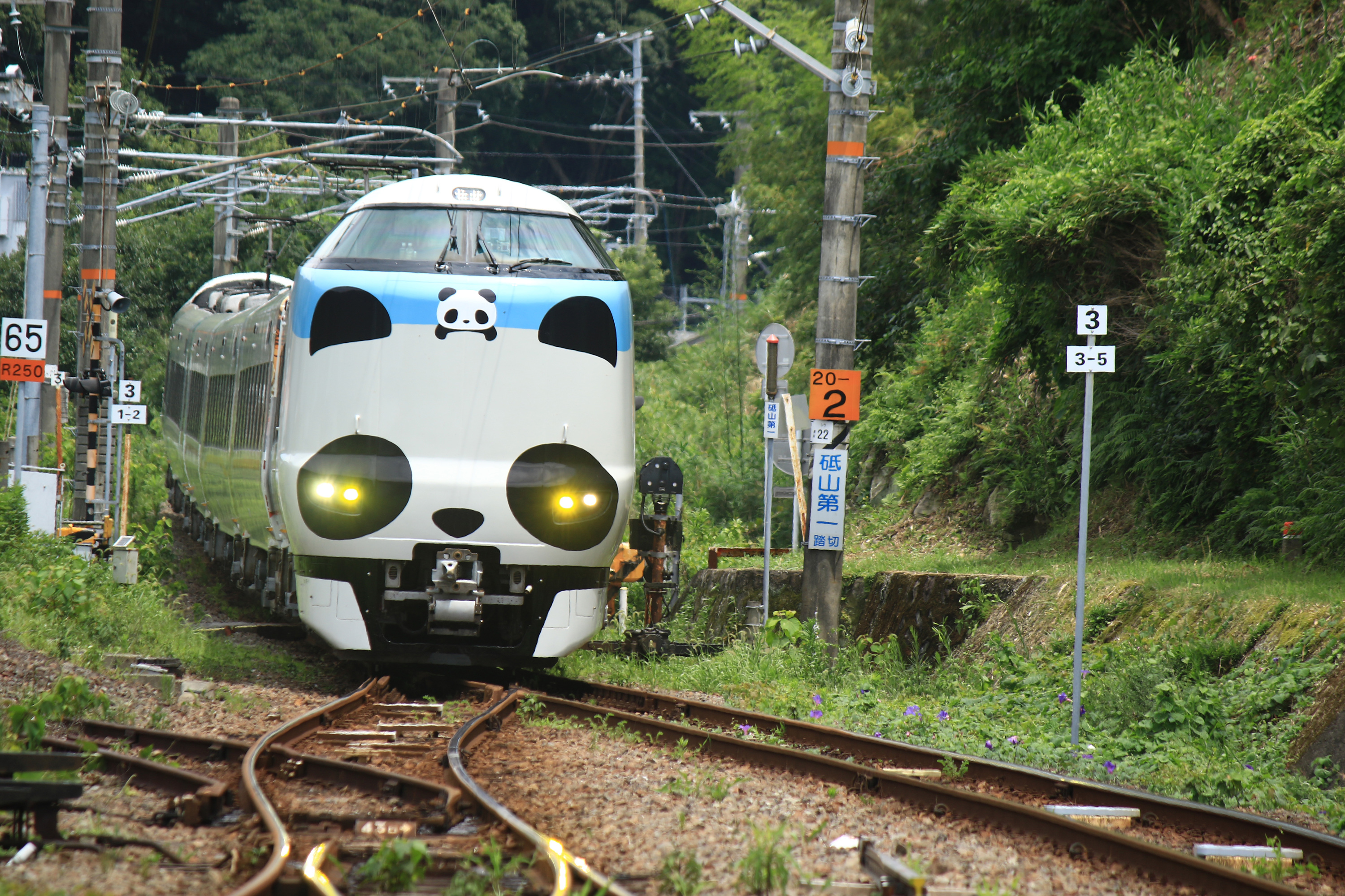 panda panda