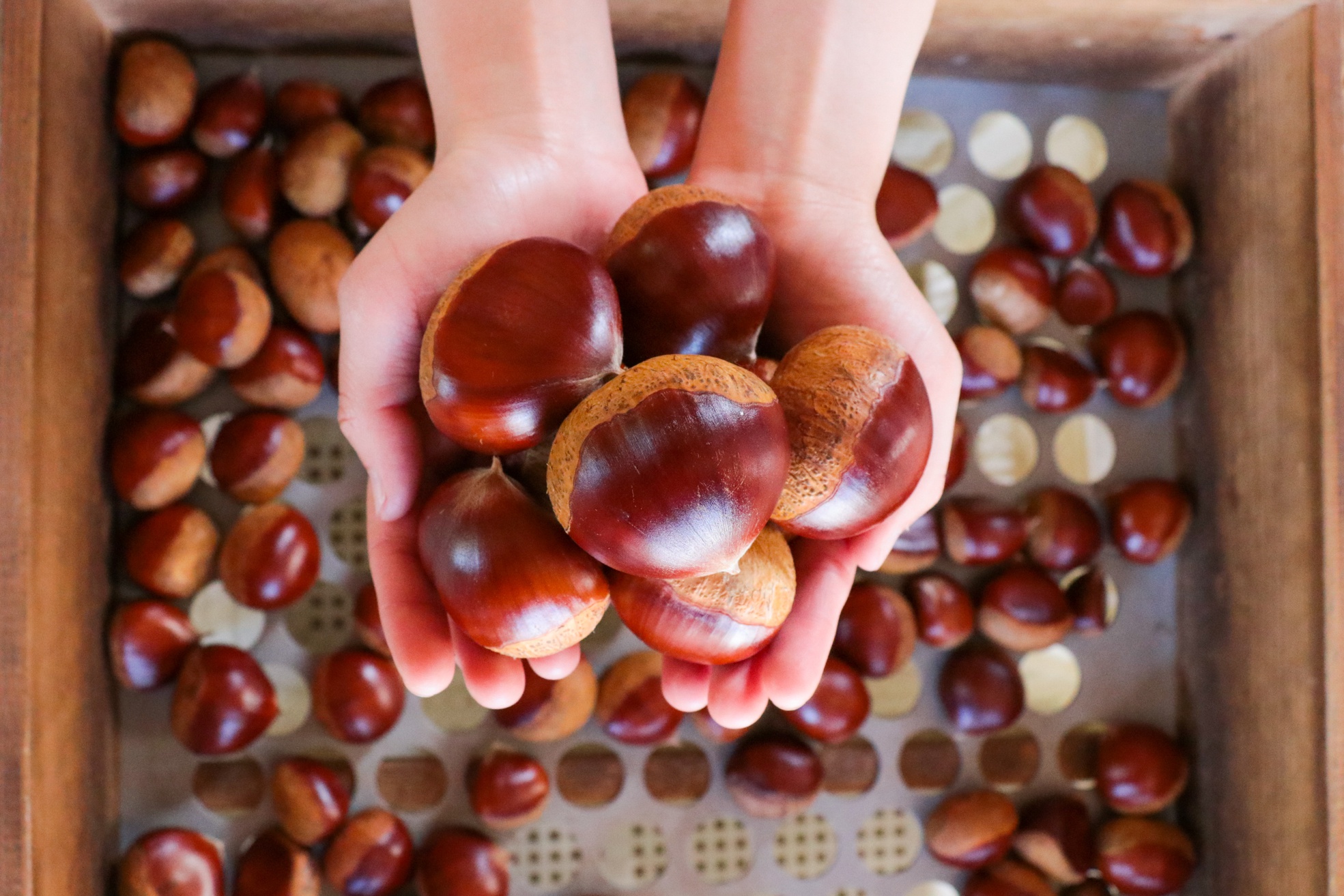 Ngọt ngào hạt dẻ Tamba – hương vị khó cưỡng của mùa thu Nhật Bản
