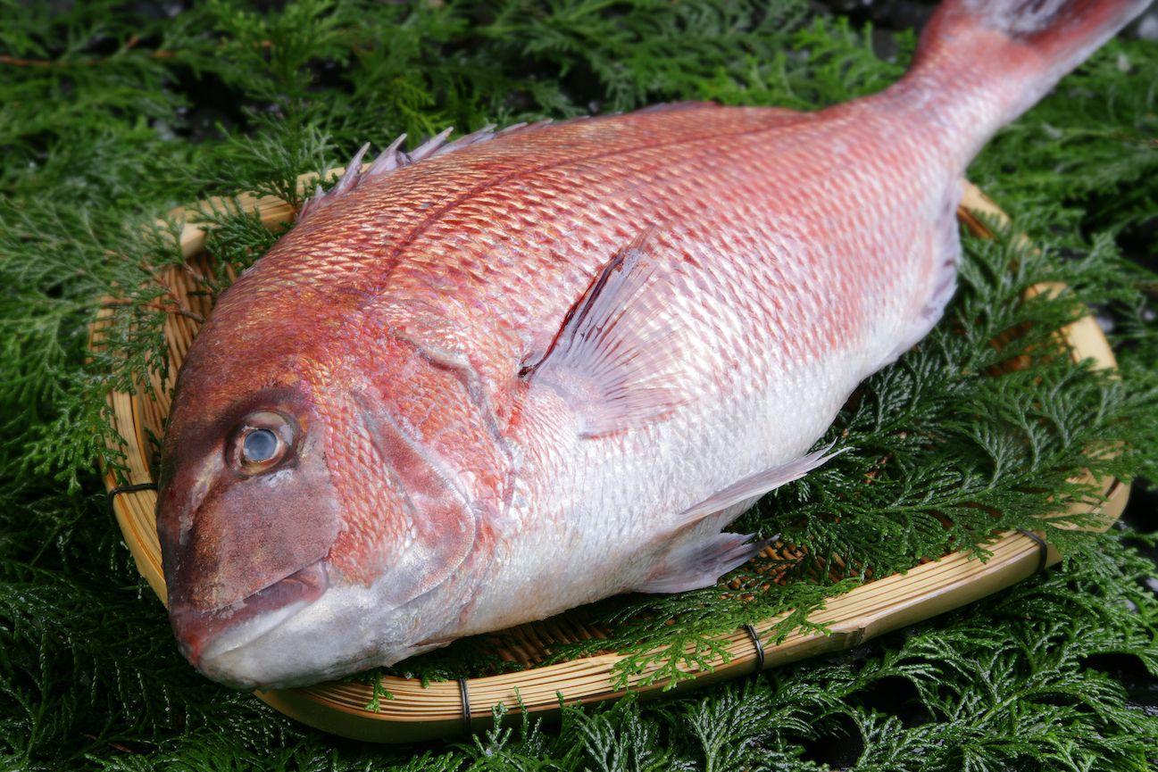 Cá tráp đỏ seabream
