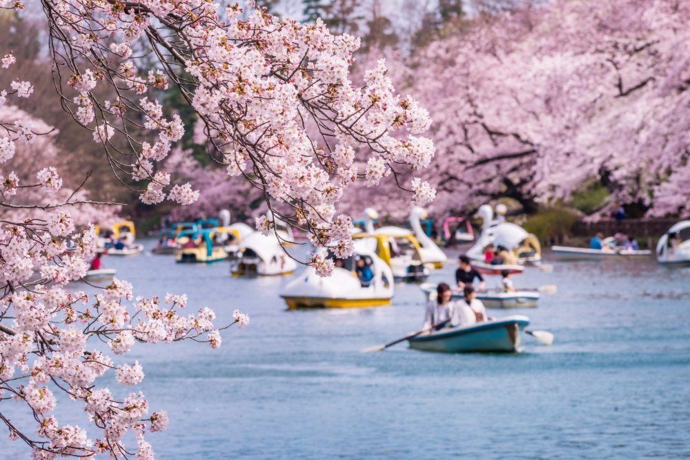 Chèo thuyền ở công viên Inokashira Onshi cong-vien-inokashira-onshi-o-tokyo