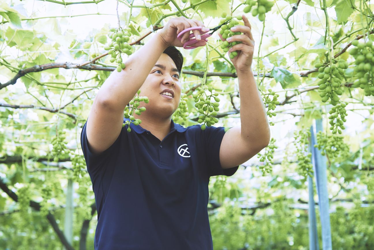 Keisuke Maruyama, một nông dân trồng nho thế hệ thứ 3, nhà lãnh đạo trẻ thúc đẩy việc trồng Shine Muscat ở Yamanashi keisuke-maruyama