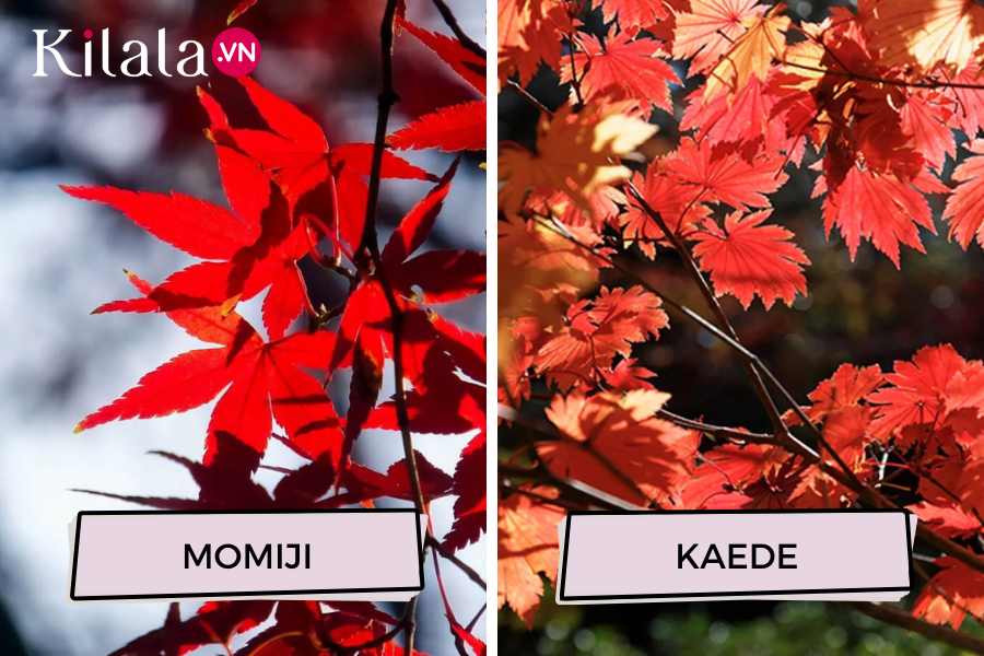 kaede-momiji