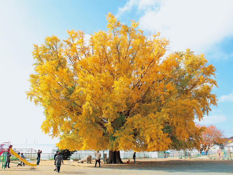 ichou gingko ichou-gingko