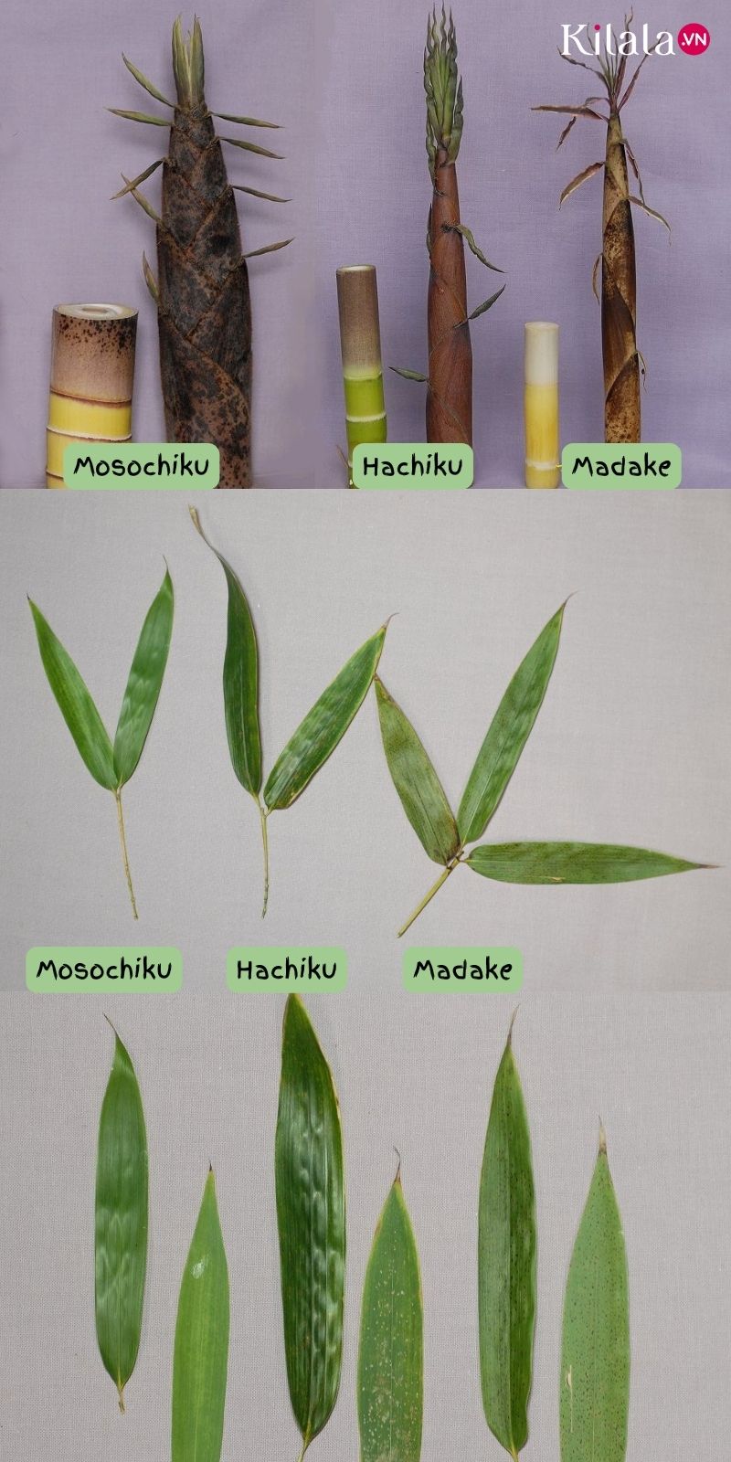 Mosochiku Mosochiku
