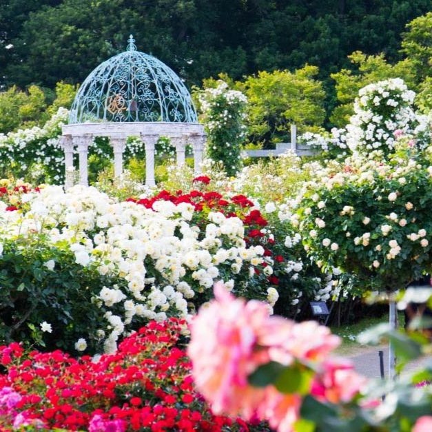 Hoa hồng xứ Nhật - vẻ đẹp khiến thế gian đắm say