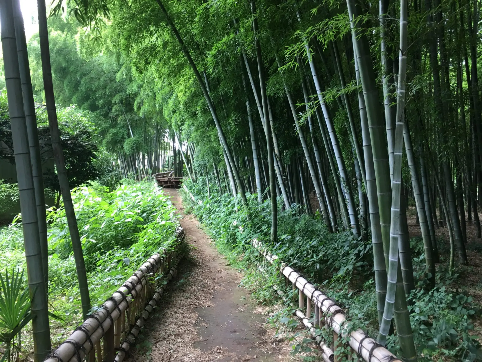 Rừng tre Công viên Chikurin rung-tre-cong-vien-chikurin
