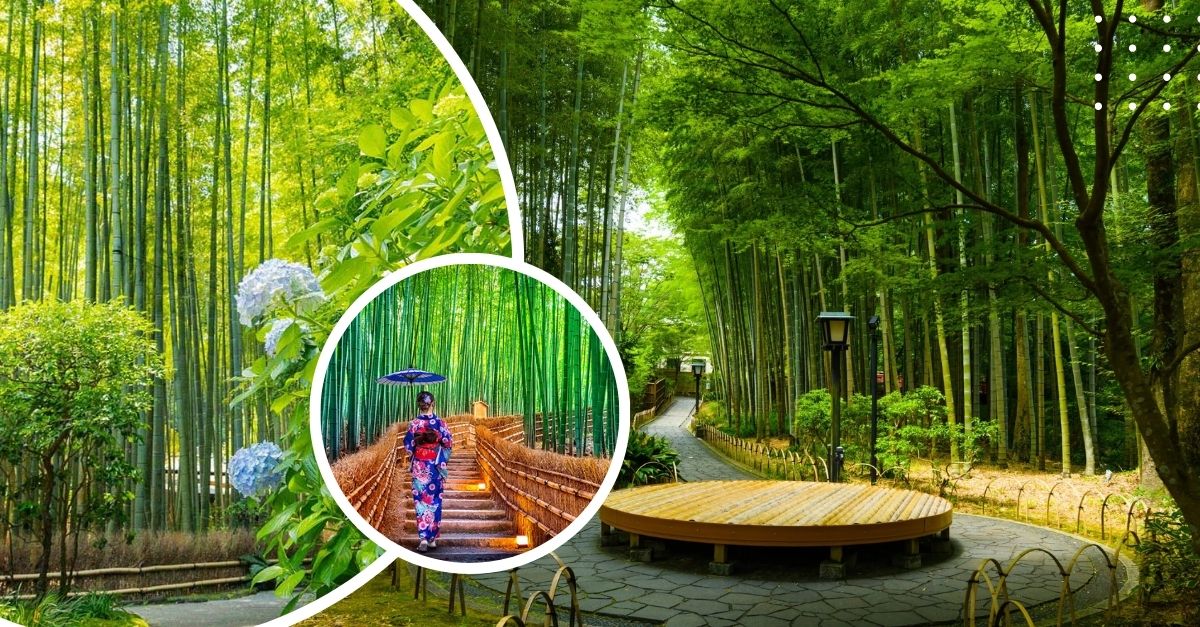 Khám phá những rừng tre xanh mướt ở Nhật Bản