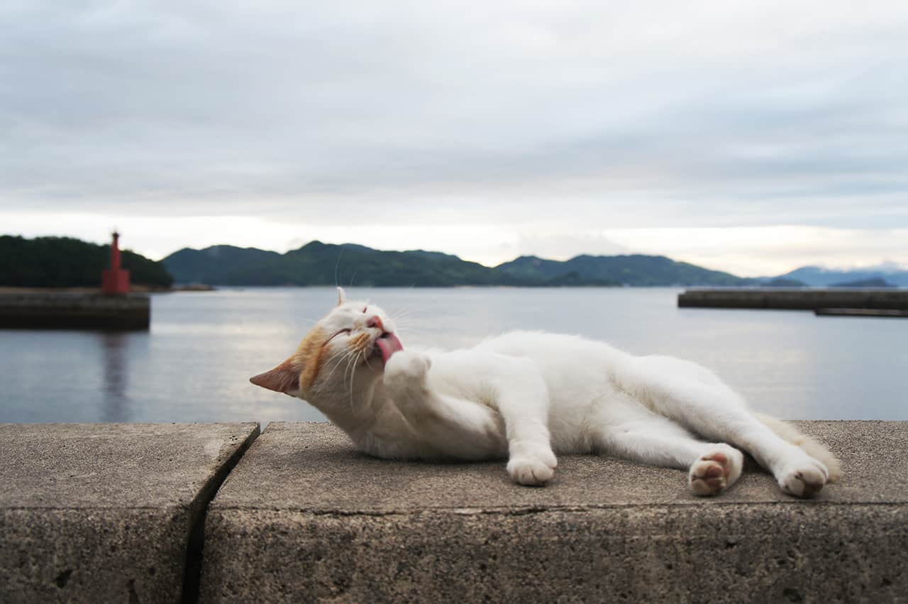 manabeshima manabeshima