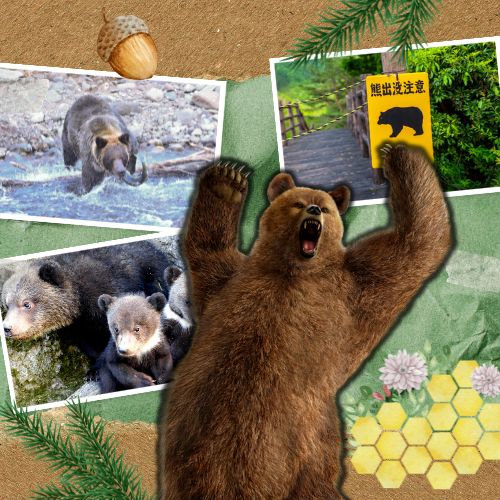 Gấu: “Hàng xóm hoang dã” đáng sợ của người Nhật