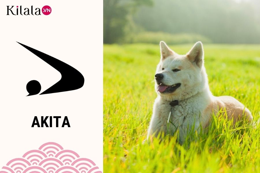 akita akita1