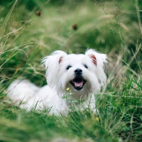 Thú cưng cũng có thế bị dị ứng phấn hoa