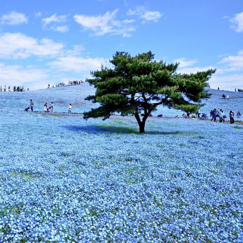 7 điểm đến tuyệt vời nhất ở các tỉnh ít được yêu thích của Nhật Bản