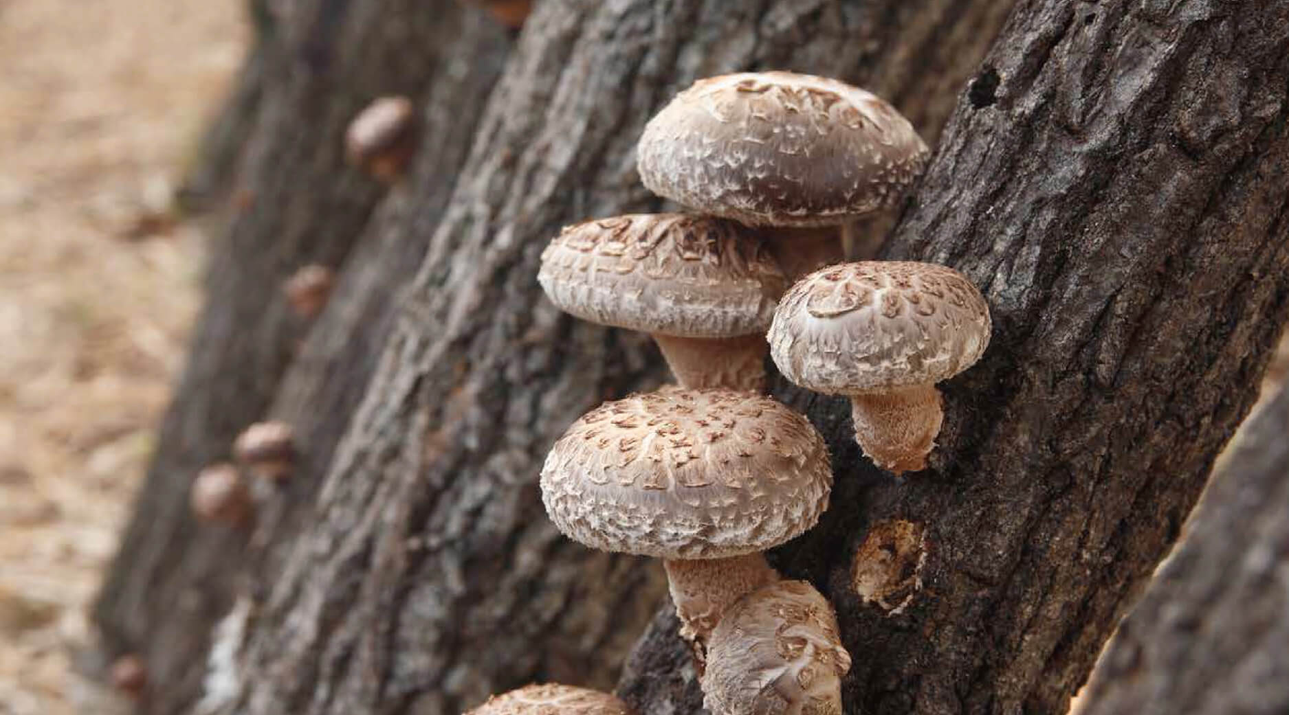 oita-nam-shiitake-kho