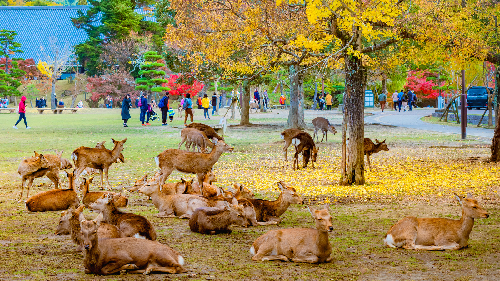 Hươu Nara huou-nara