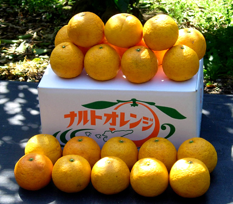 hyogo hyogo