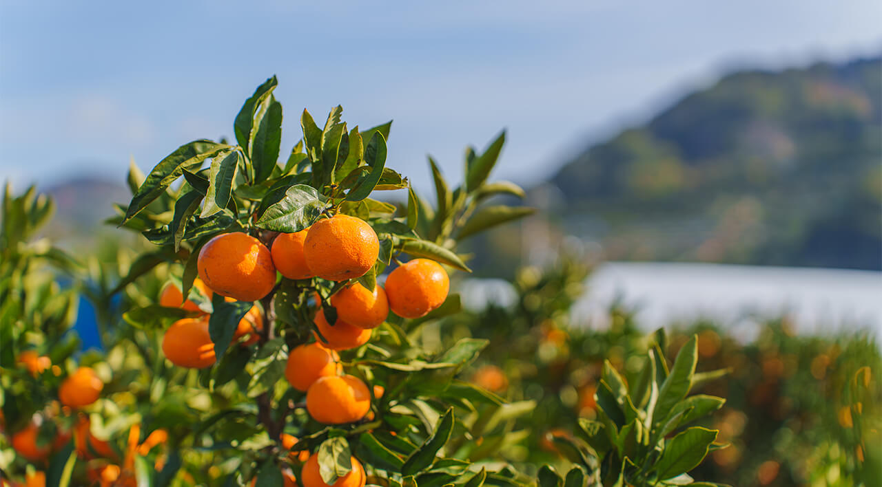 wakayama-mikan