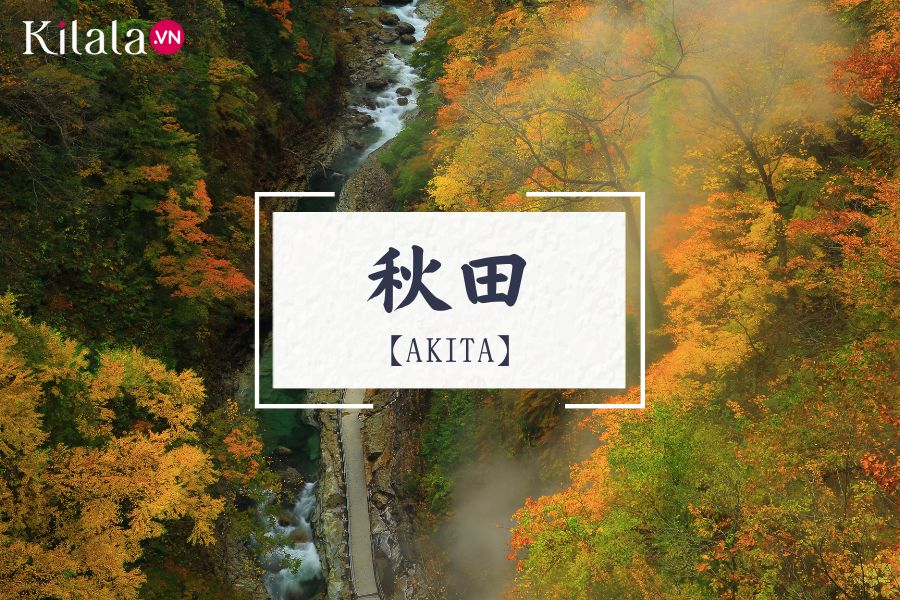 akita akita