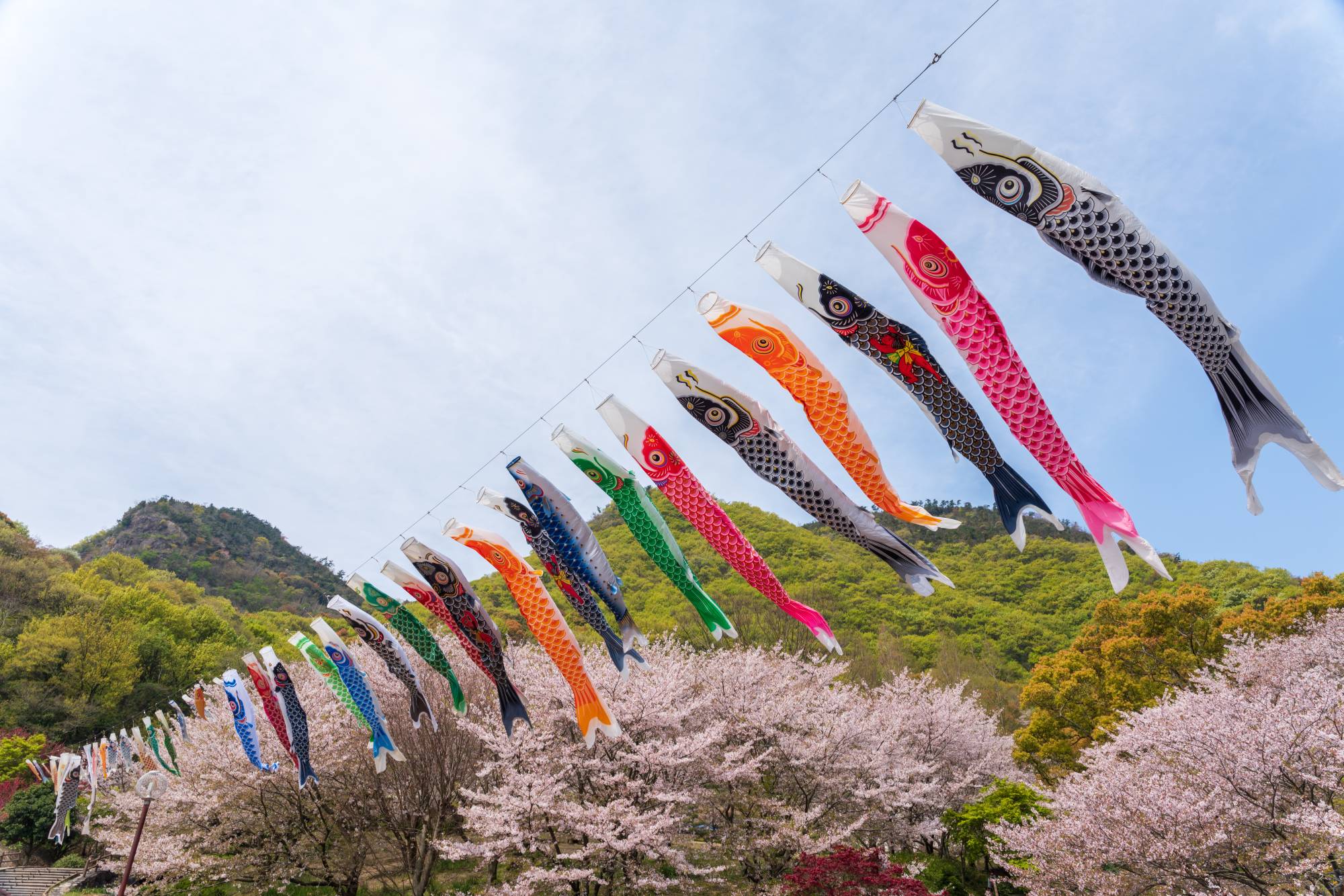 Cờ cá chép koinobori koinobori-matsuri