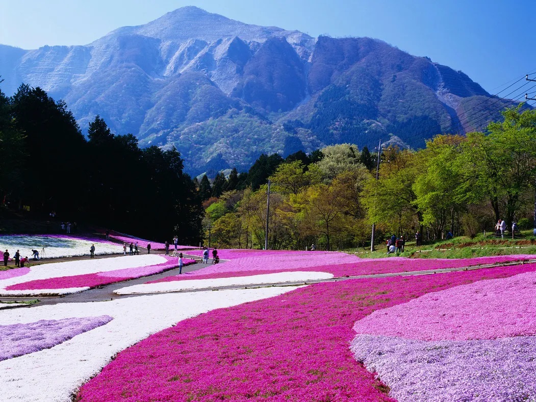 Cánh đồng hoa chi anh ở Công viên Chichibu Hitsuyama (tỉnh Saitama) canh-dong-hoa-chi-anh