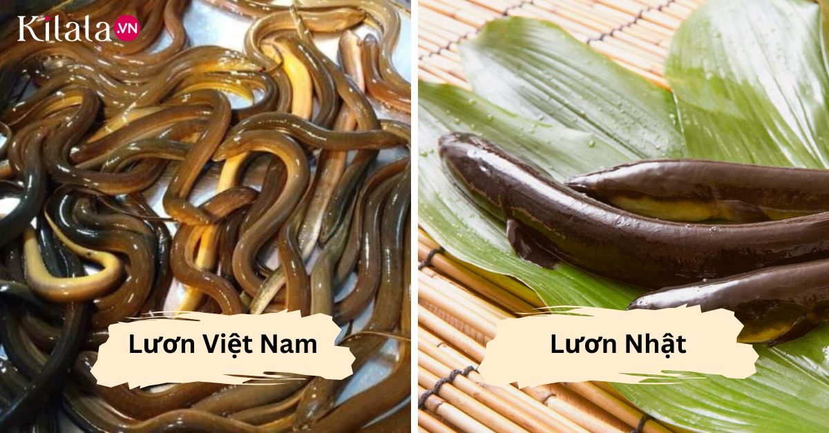 Lươn Việt Nam và lươn Nhật Luon-Nhat-Luon-Viet