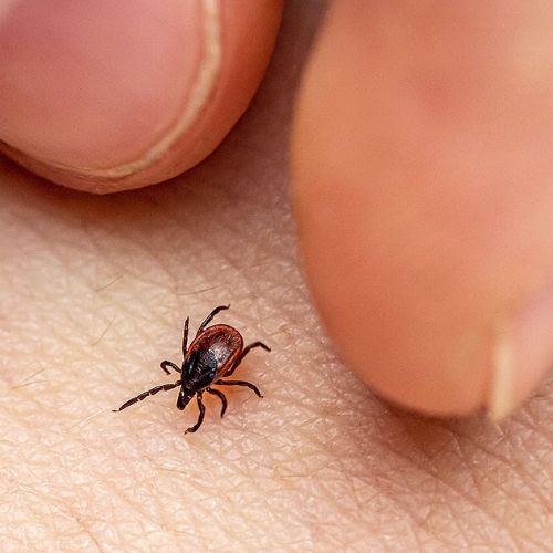 Các ca tử vong do nhiễm trùng ve đang tăng cao ở Nhật