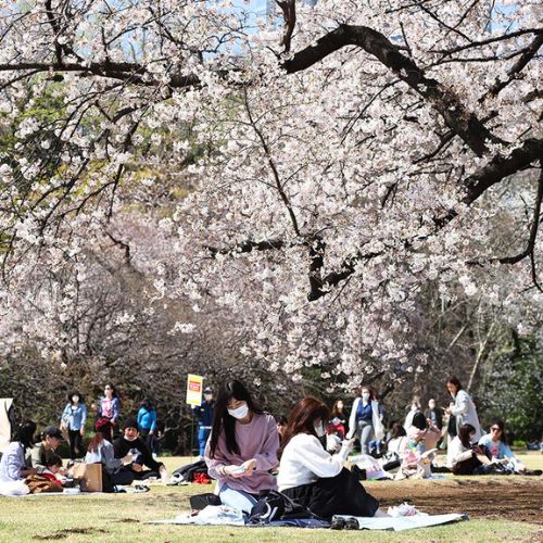 Người Nhật không thích ngắm hoa cùng đồng nghiệp