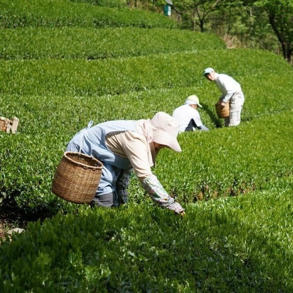 Nhật Bản kỳ vọng thu hút du khách giàu có từ Đông Nam Á