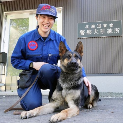 Chú chó 4 lần lập công nhờ chiếc mũi nhạy