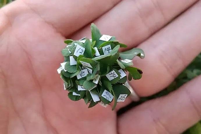 Cỏ ba lá có 63 lá do anh Yoshiharu Watanabe trồng được co-63-la