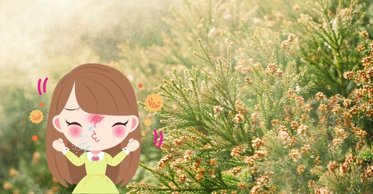 Giống tuyết tùng được kỳ vọng giải quyết nạn dị ứng phấn hoa | KILALA