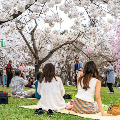 Gợi ý những món ăn nhẹ lành mạnh cho buổi ngắm hoa anh đào