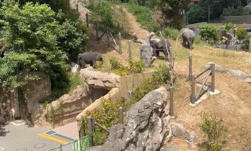 voi voi