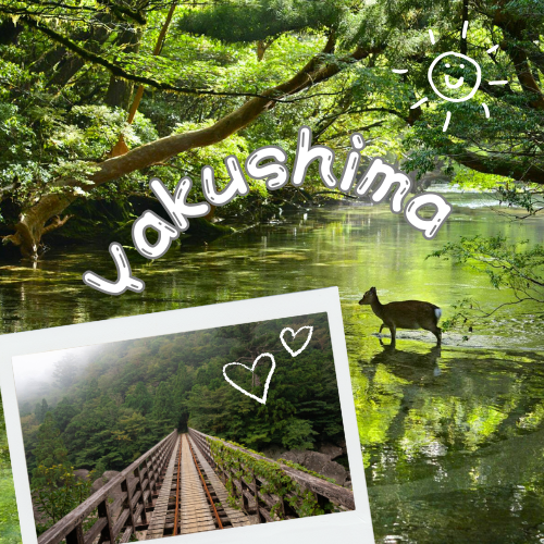 Yakushima: Hòn đảo của những cây tuyết tùng cổ thụ