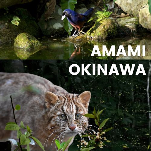 Di sản thiên nhiên cận nhiệt đới phía Nam Nhật Bản