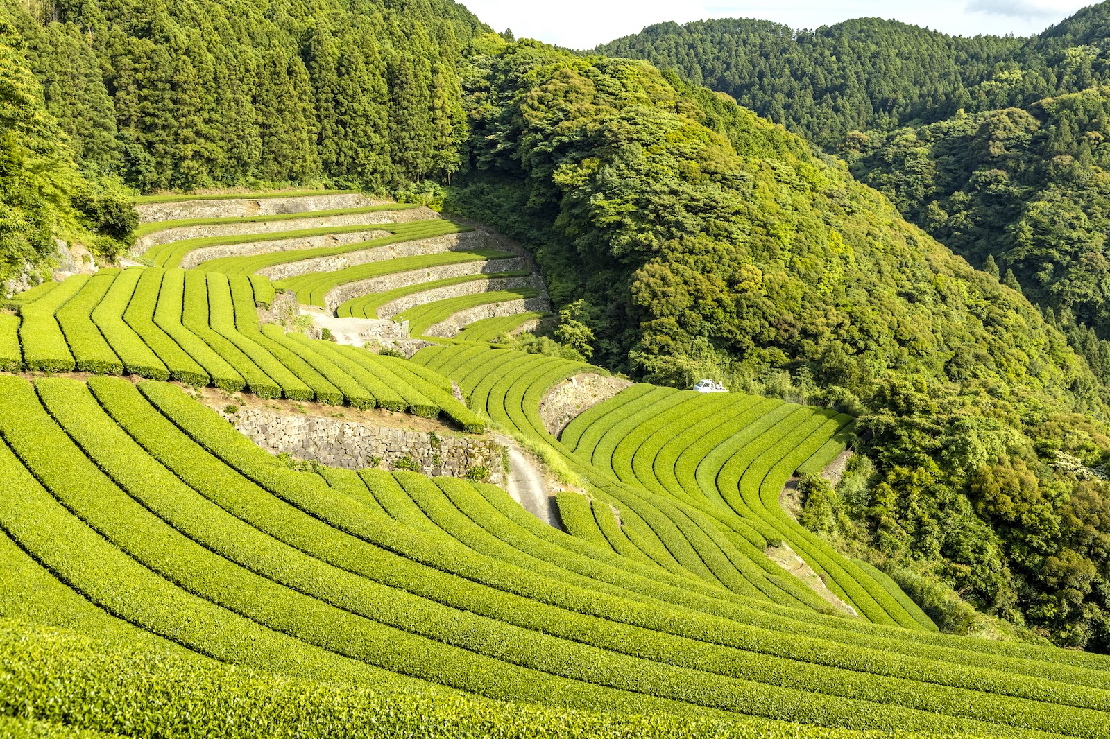ureshino ureshino
