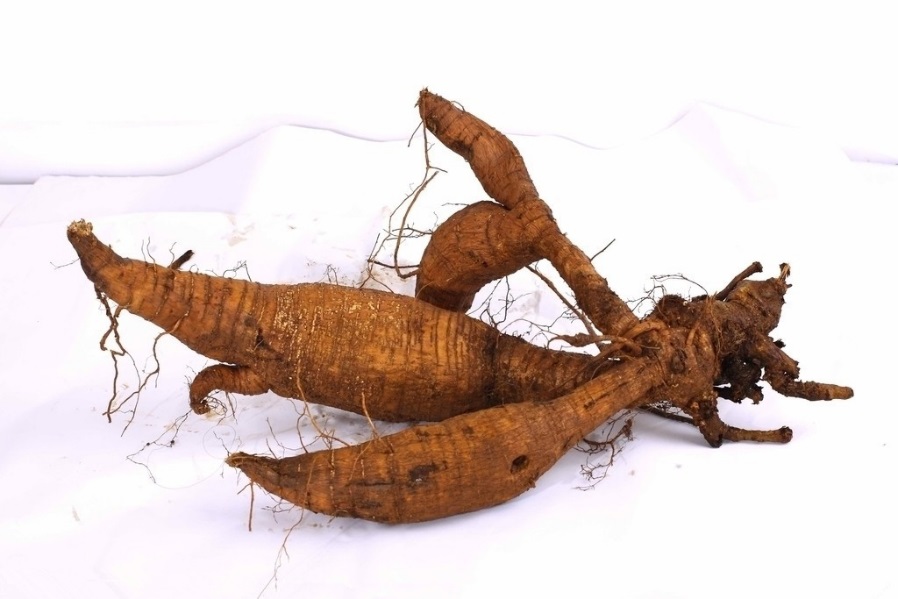củ-kuzu cu-kuzu