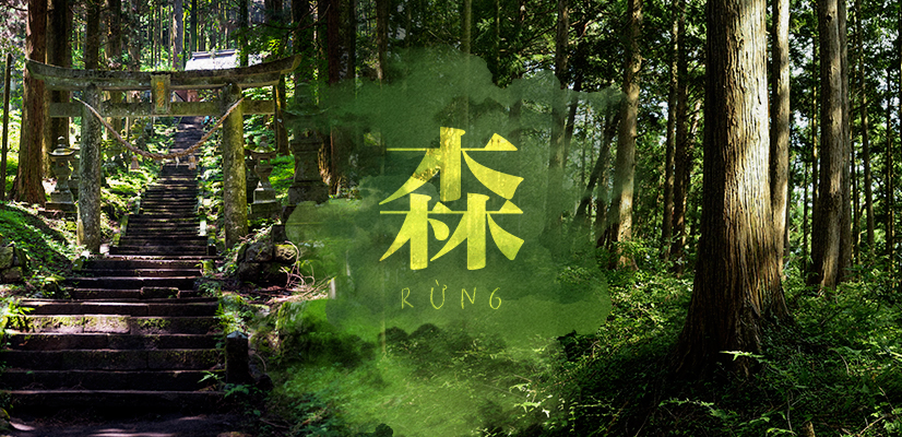 Rừng
